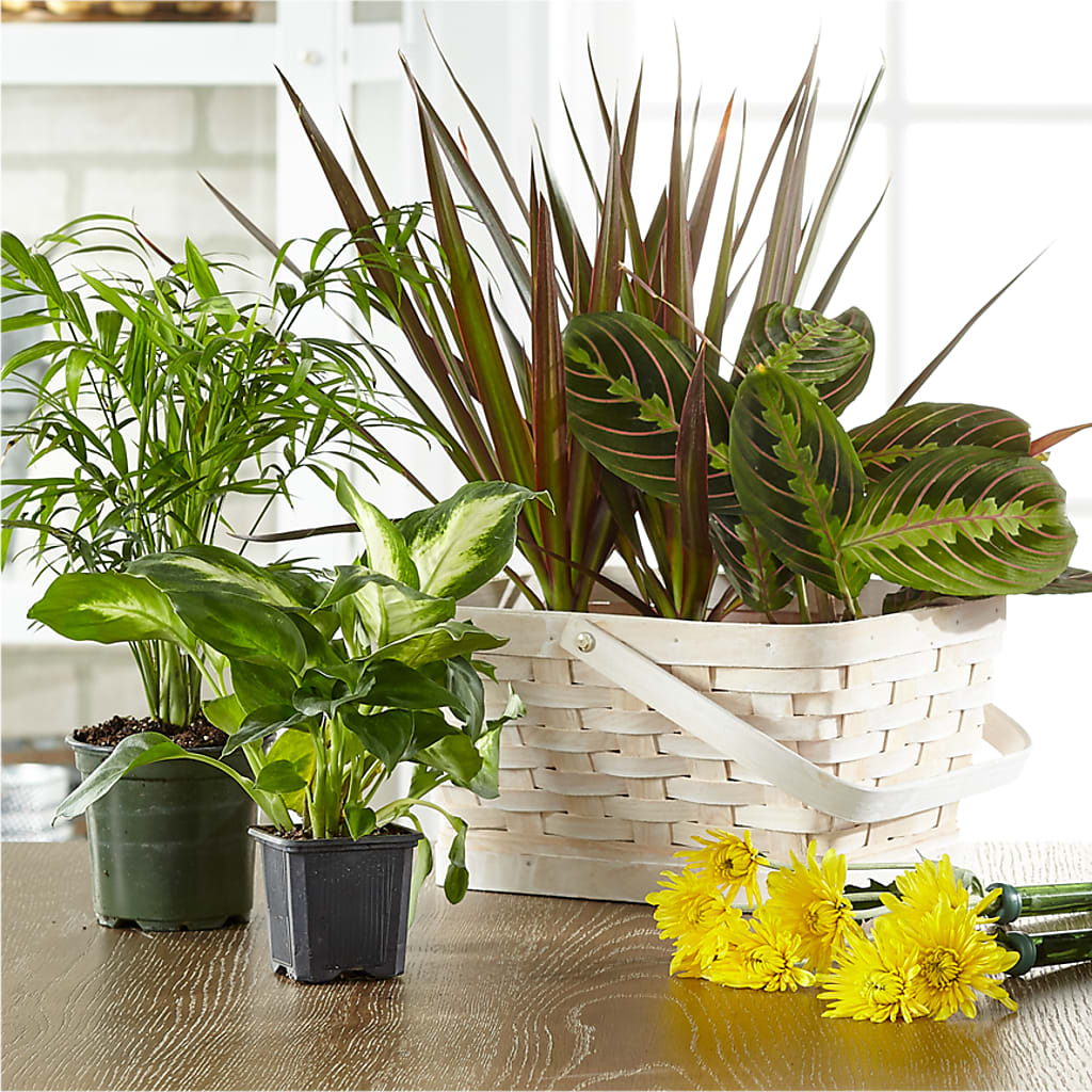 Florist Designed Blooming and Green Plants in a Basket – Flowers By Sue, Bullard TX