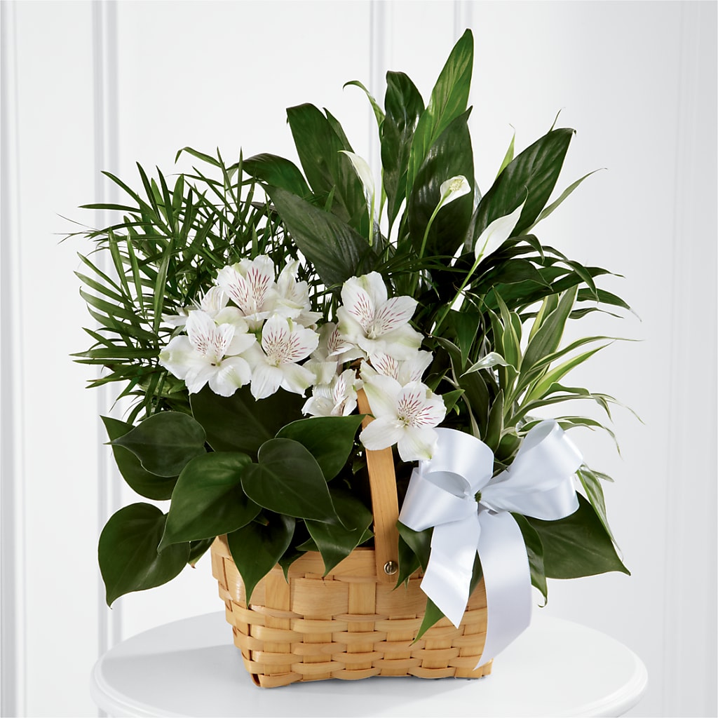 Peace & Serenity Dishgarden – Flowers By Sue, Bullard TX