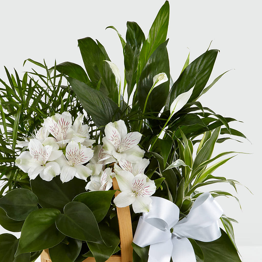 Peace & Serenity Dishgarden – Flowers By Sue, Bullard TX