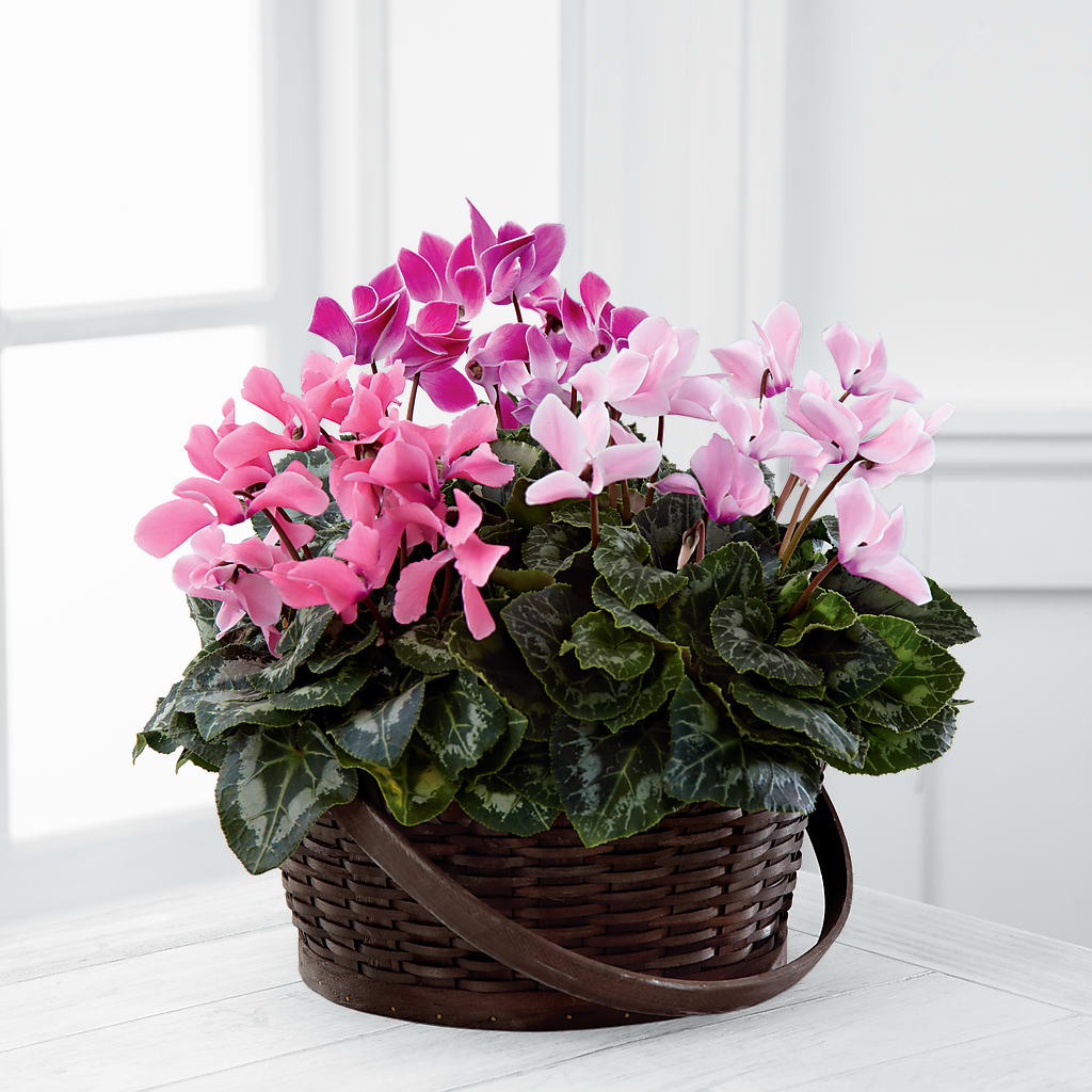 Mixed Cyclamen Planter – Flowers By Sue, Bullard TX