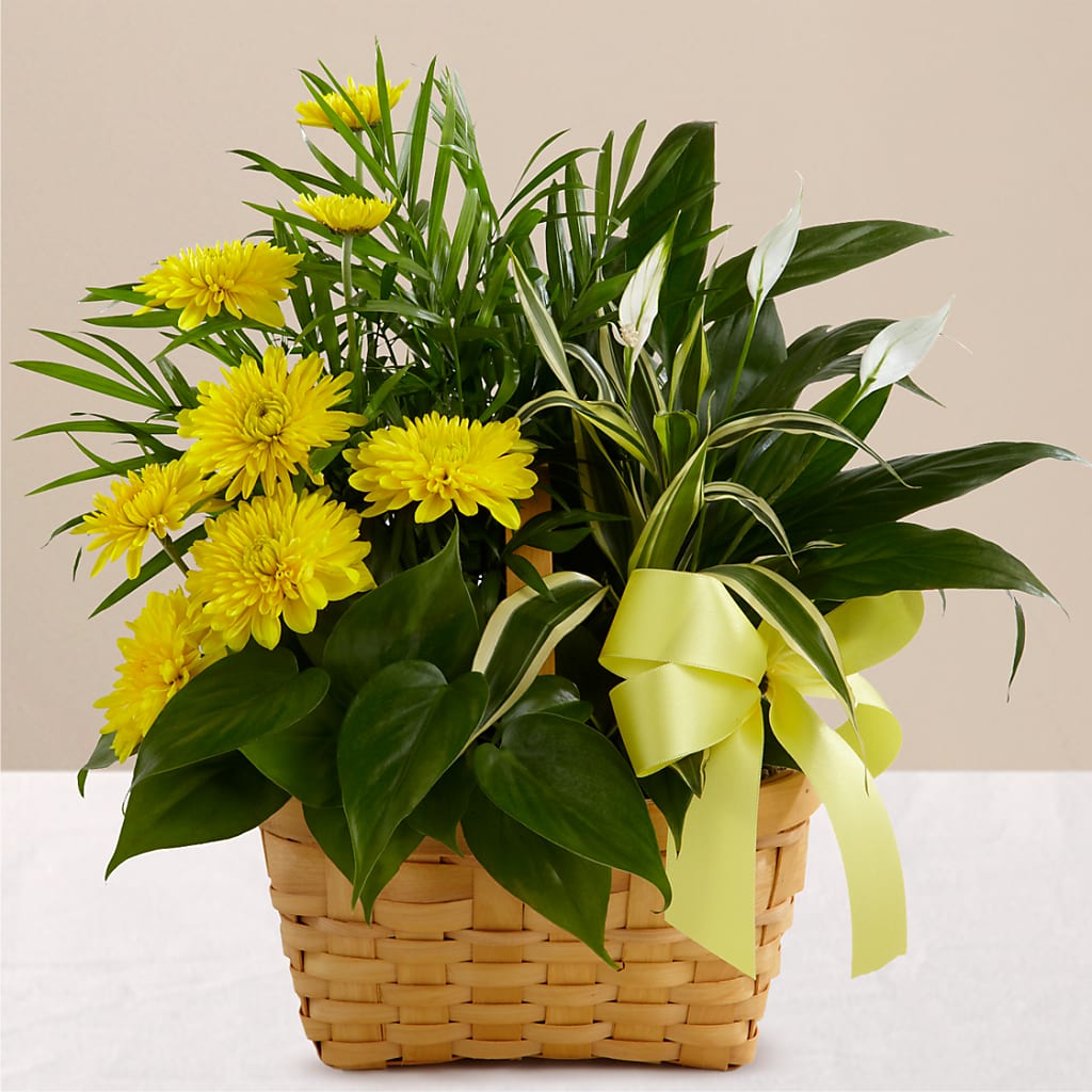 Loving Light Dishgarden – Flowers By Sue, Bullard TX