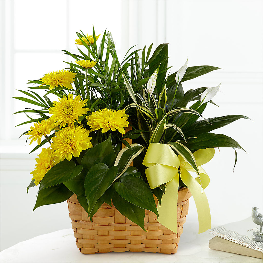 Loving Light Dishgarden – Flowers By Sue, Bullard TX