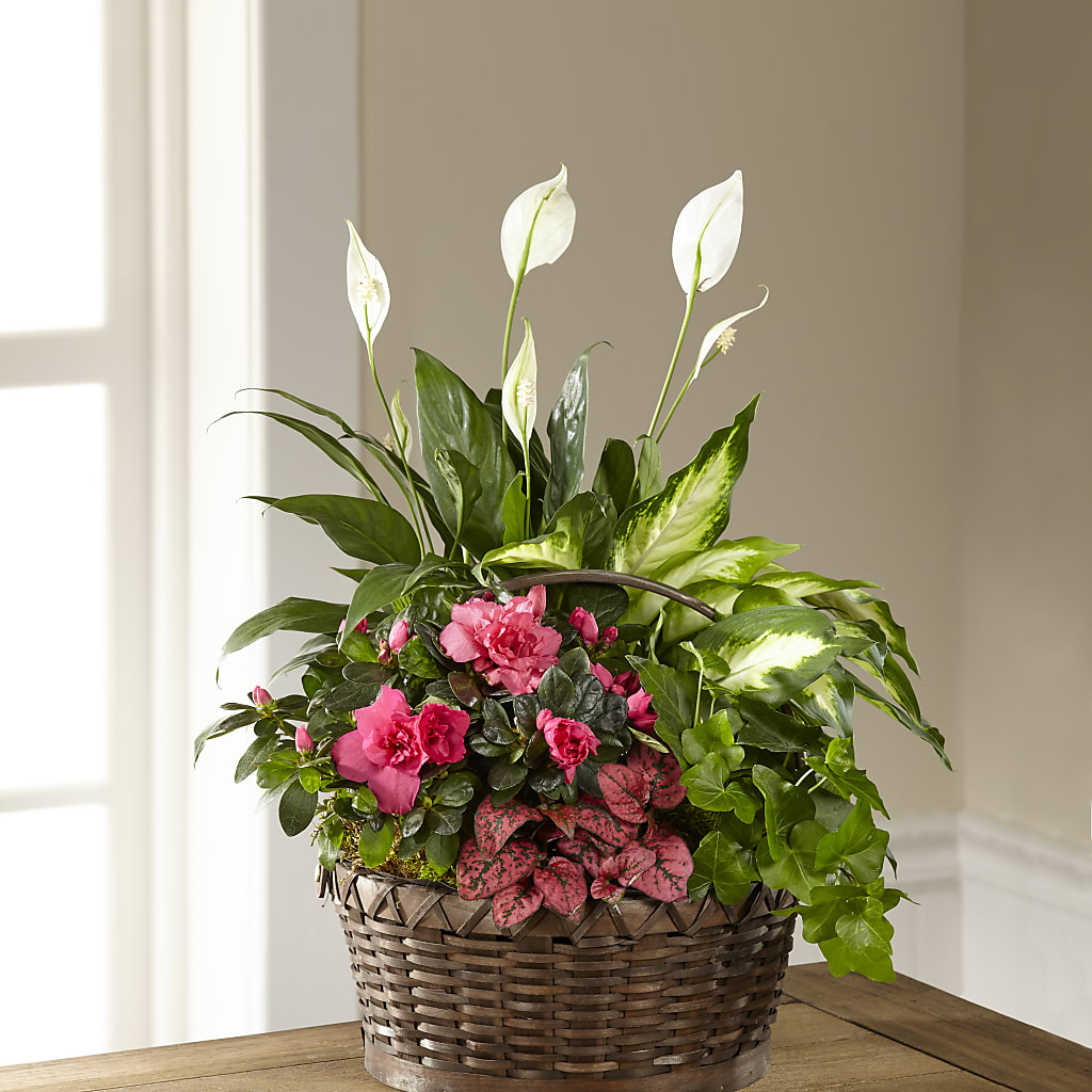 Dream in Pink Dishgarden – Flowers By Sue, Bullard TX