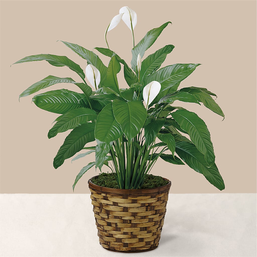 Tranquil Moments Peace Lily Plant – Flowers By Sue, Bullard TX