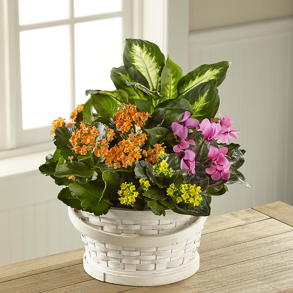 Color Crush Dishgarden – Flowers By Sue, Bullard TX