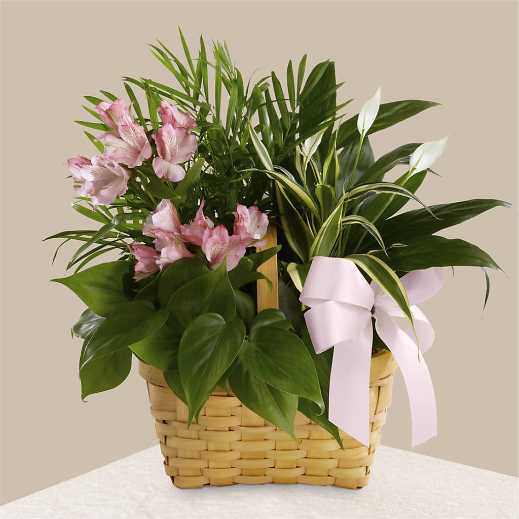 Living Spirit Dishgarden – Flowers By Sue, Bullard TX