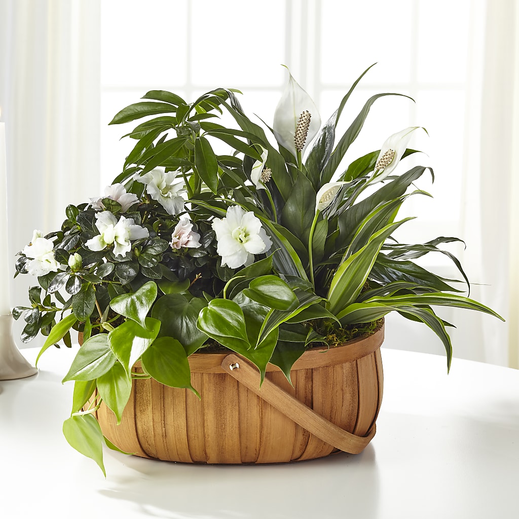 Serene Dishgarden – Flowers By Sue, Bullard TX