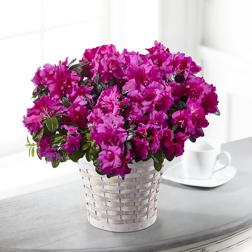 Hope & Serenity Azalea Plant – Flowers By Sue, Bullard TX