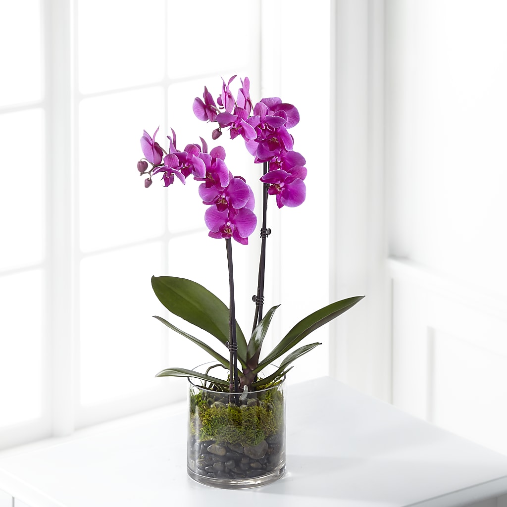 Pink Orchid Plant – Flowers By Sue, Bullard TX