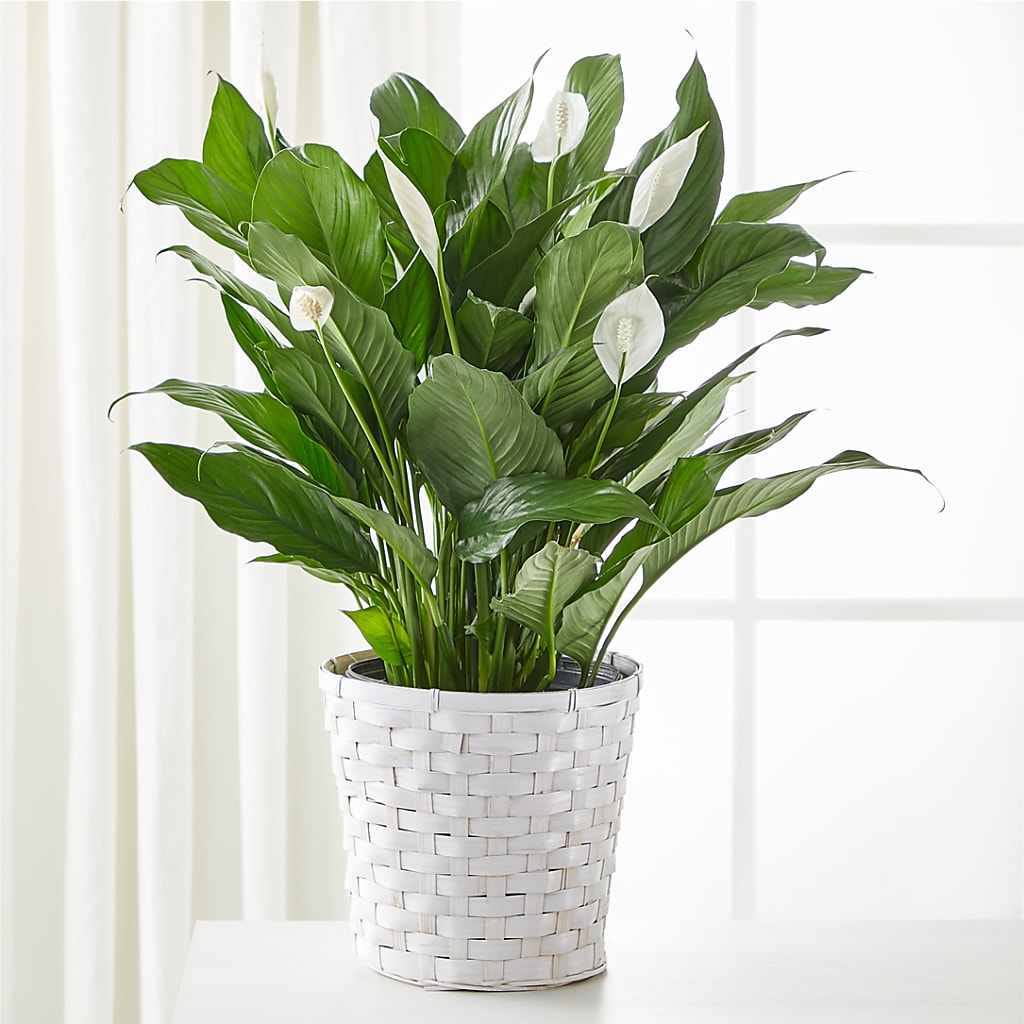 A New Leaf Peace Lily – Flowers By Sue, Bullard TX