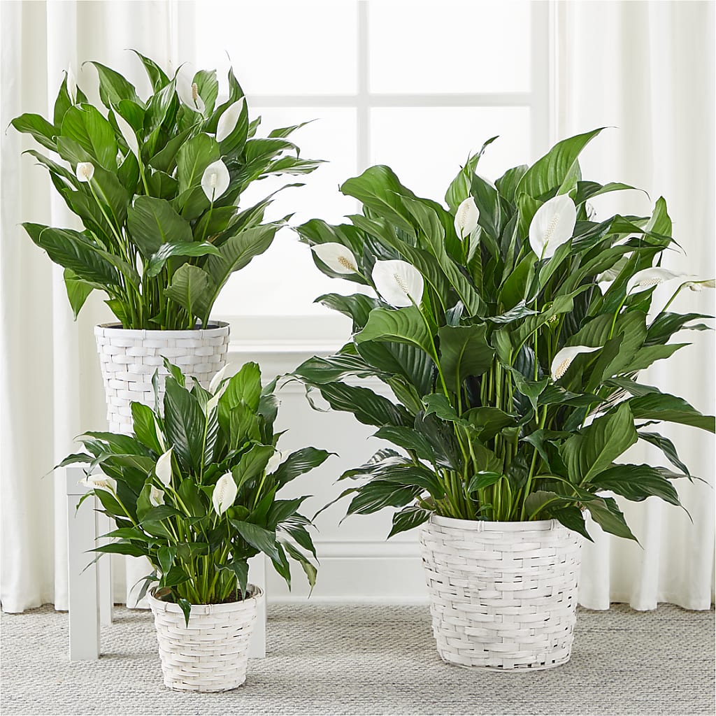 A New Leaf Peace Lily – Flowers By Sue, Bullard TX