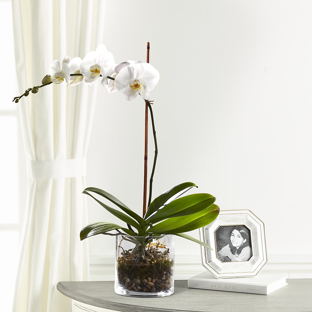 White Orchid Planter – Flowers By Sue, Bullard TX