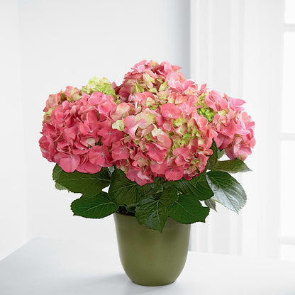 Pink Hydrangea Planter –  Flowers By Sue, Bullard TX