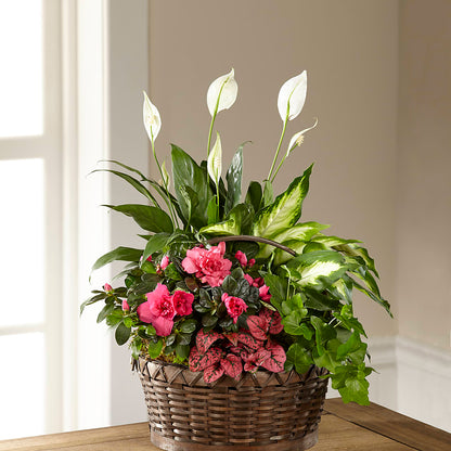 Dream in Pink Dishgarden –  Flowers By Sue, Bullard TX