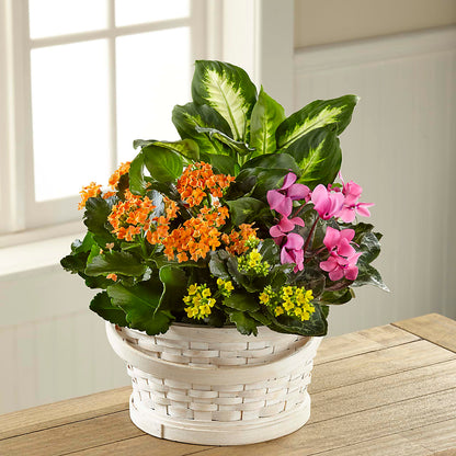 Color Crush Dishgarden –  Flowers By Sue, Bullard TX