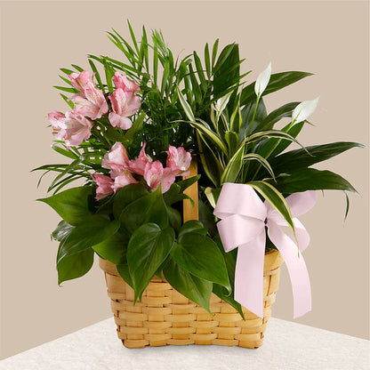 Living Spirit Dishgarden –  Flowers By Sue, Bullard TX