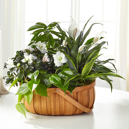 Serene Dishgarden –  Flowers By Sue, Bullard TX